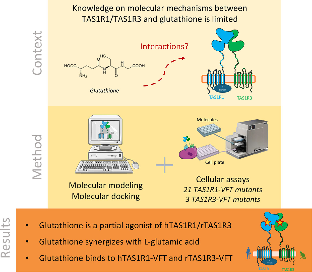 Publication: Glutathione as a taste modulator: molecular mechanisms of interaction with umami and sweet taste receptors